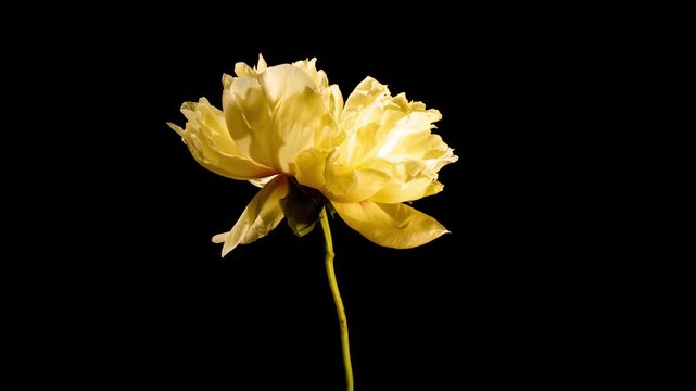 Yellow Peony Life Cycle Timelapse Bloom to Wither in 4K Hyperlapse