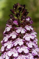 Orchis purpurea