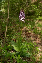 Orchis purpurea