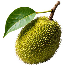 jackfruit on transparent background