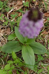 Orchis purpurea