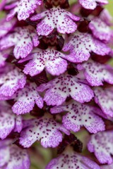 Orchis purpurea