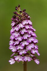 Orchis purpurea