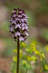 Orchis purpurea