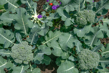 Closeup flowering heads of broccoli plant in bright sunlight.