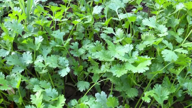Green organic Coriander ( kothimbir ) vegetable in agriculture farm 
