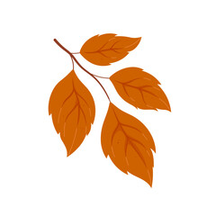 Vector flat illustration autumn leaf on white background