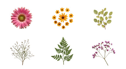Assorted Botanical Specimens Pink Coneflower Yellow Daisies Green Leaves Fern and Gypsophila.