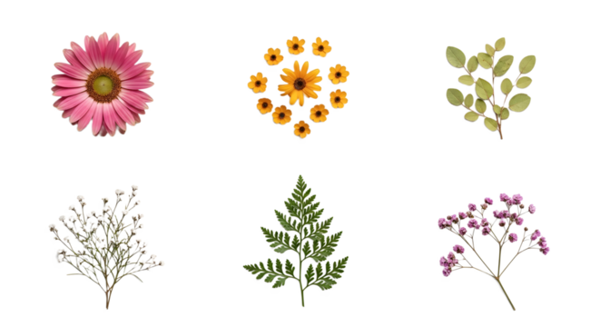 Assorted Botanical Specimens Pink Coneflower Yellow Daisies Green Leaves Fern and Gypsophila.