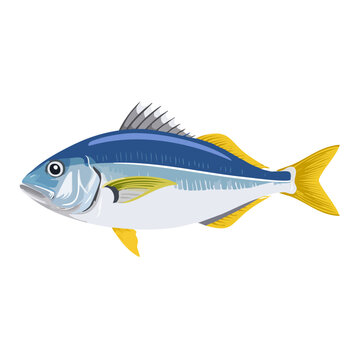 Striking vector illustration of a vibrant yellowtail amberjack fish on black backdrop.