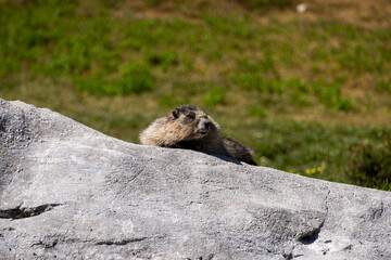 marmot