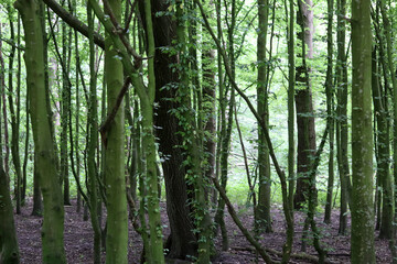 Obraz premium Forest trees, nature green wood sunlight backgrounds. Trees in the forest