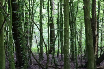 Forest trees, nature green wood sunlight backgrounds. Trees in the forest