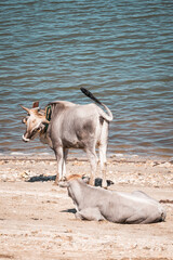 Two Podolian cattle resting and standing on a sandy shore near water. Rural, pastoral scene with strong sun, traditional Italian livestock and calm nature.

