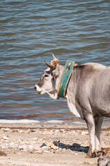 Close-up of a Podolian ox standing on the shore of a lake. Traditional southern Italian breed,...