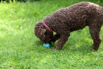 Cute Australian doodle playing with a ball on the grass in the garden