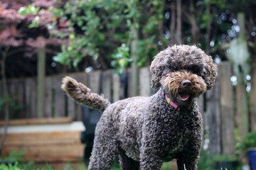 Cute Australian doodle close up portrait. Happy pet plays in the garden on sunny day
