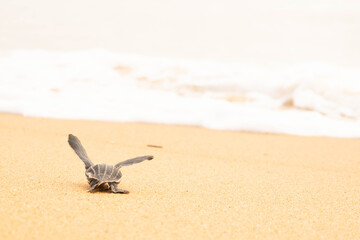 young marine luth turtle on the beach