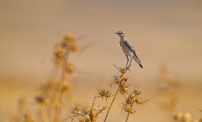 Northern Wheatear (Oenanthe oenanthe) is a common songbird in Asia, Europe, America and Africa. It...