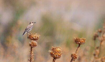 Northern Wheatear (Oenanthe oenanthe) is a common songbird in Asia, Europe, America and Africa. It lives in open and rocky areas.

