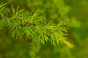 closeup green fir tree branch in forest, beautiful outdoor natural background