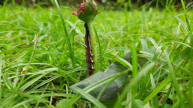Achaea janata. Its commen name&nbsp;castor semi looper&nbsp;And croton caterpillar. This is an&nbsp;erebid&nbsp;moth, the&nbsp;caterpillars&nbsp;of which are termed semi-loopers due to their mode of locomotion.
