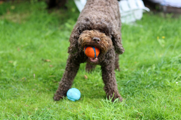 Cute Australian doodle playing with a ball on the grass in the garden