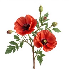 scarlet poppy flower, on white background
