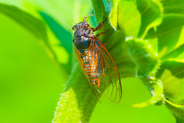 closeup huge cicada sit on sunflower stem, summer wild animal background