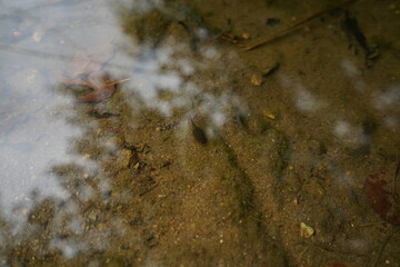  pond in flower garden with tadpole