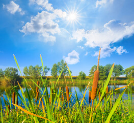 summer calm river with forest on coast under a blue cloudy sky with sparkle sun