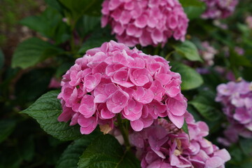 Hydrangea macrophylla in flower garden