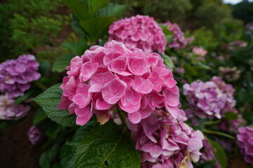 Hydrangea macrophylla in flower garden