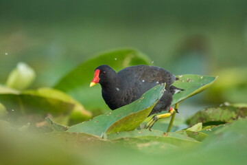 Common moorhen (Gallinula chloropus) walks on water lilies