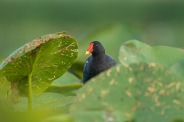 Common moorhen (Gallinula chloropus) walks on water lilies