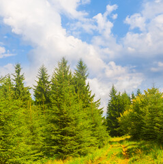 ground road among fir tree forest under blue cloudy sky at the bright summer day