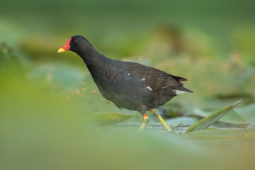 Common moorhen (Gallinula chloropus) walks on water lilies