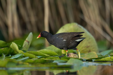 Common moorhen (Gallinula chloropus) walks on water lilies