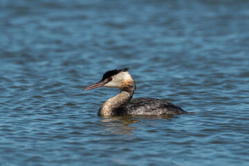 The Crested Dive swims on the lake