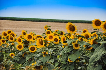 Beauty in Sunflower Fields