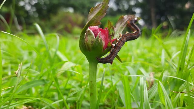 Achaea janata. Its commen name&nbsp;castor semi looper&nbsp;And croton caterpillar. This is an&nbsp;erebid&nbsp;moth, the&nbsp;caterpillars&nbsp;of which are termed semi-loopers due to their mode of locomotion.
