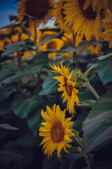 Beauty in Sunflower Fields
