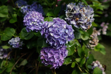 Hydrangea macrophylla in flower garden
