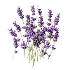 Obraz premium Close-up of a bunch of vibrant purple lavender sprigs