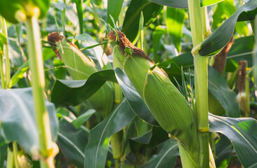 Fresh green corn growing in a sunny field, surrounded by lush leaves and bathed in natural light, showing the crop in its prime stage before harvest.
