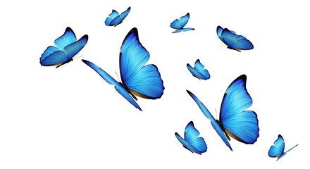 A group of blue butterflies flying on a white background view