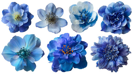 Collection of blue flowers, various types and shades.