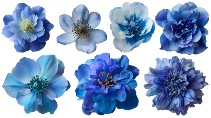 Collection of blue flowers, various types and shades.