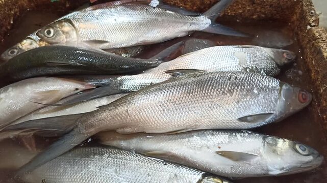 Fresh milkfish displayed at a traditional market&mdash;local catch with shiny scales, perfect for daily meals and authentic recipes