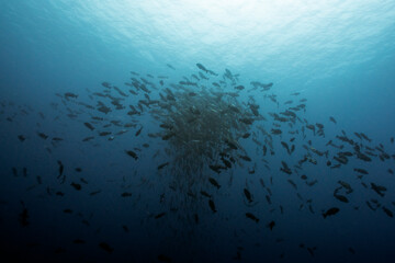 red snapper spawning in Palau ocean